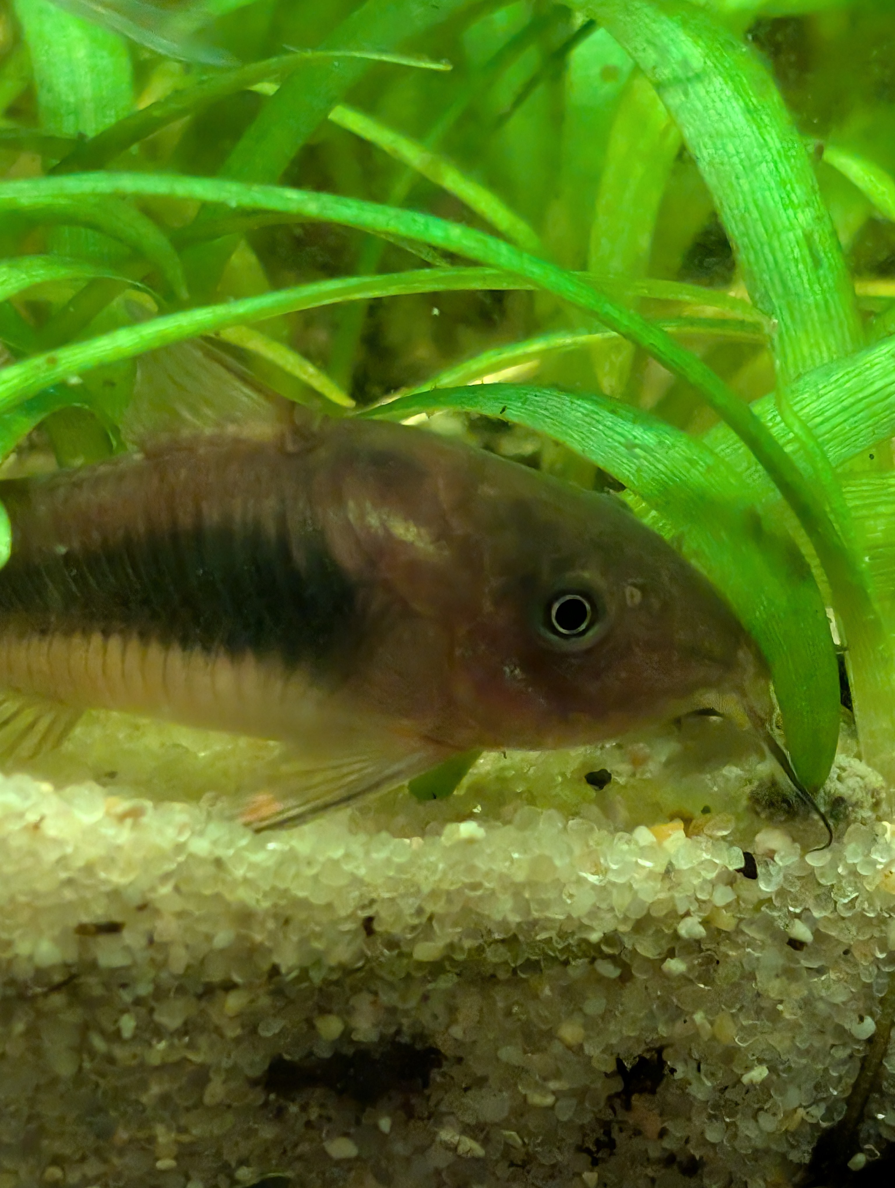 this is my cory